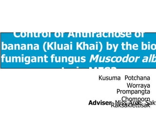 Control of Anthracnose of banana ( Kluai Khai ) by the biofumigant fungus  Muscodor albus  strain MFC2 Kusuma  Potchana Worraya Prompangta Chomporn Raksakiettisak Adviser   Miss Aree  Sakyim 