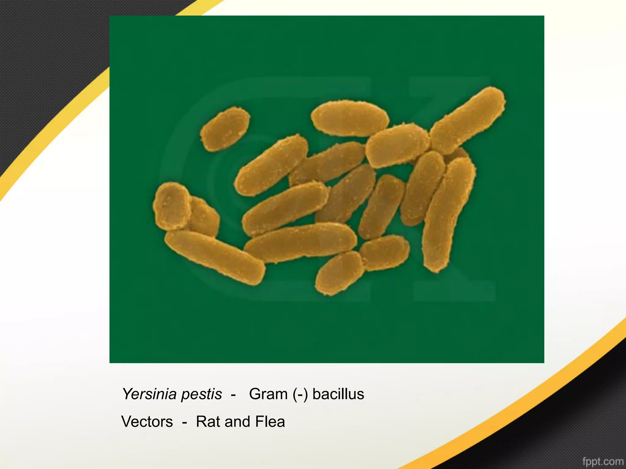 Yersinia pestis - Gram (-) bacillus
Vectors - Rat and Flea
 