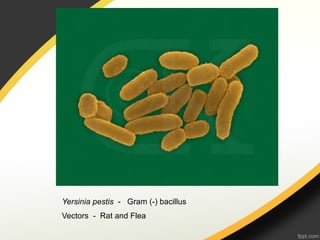 Yersinia pestis - Gram (-) bacillus
Vectors - Rat and Flea
 