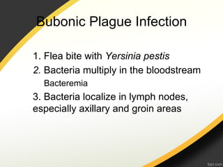 Bubonic Plague Infection

1. Flea bite with Yersinia pestis
2. Bacteria multiply in the bloodstream
  Bacteremia
3. Bacteria localize in lymph nodes,
especially axillary and groin areas
 