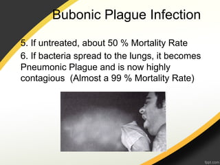 Bubonic Plague Infection
5. If untreated, about 50 % Mortality Rate
6. If bacteria spread to the lungs, it becomes
Pneumonic Plague and is now highly
contagious (Almost a 99 % Mortality Rate)
 