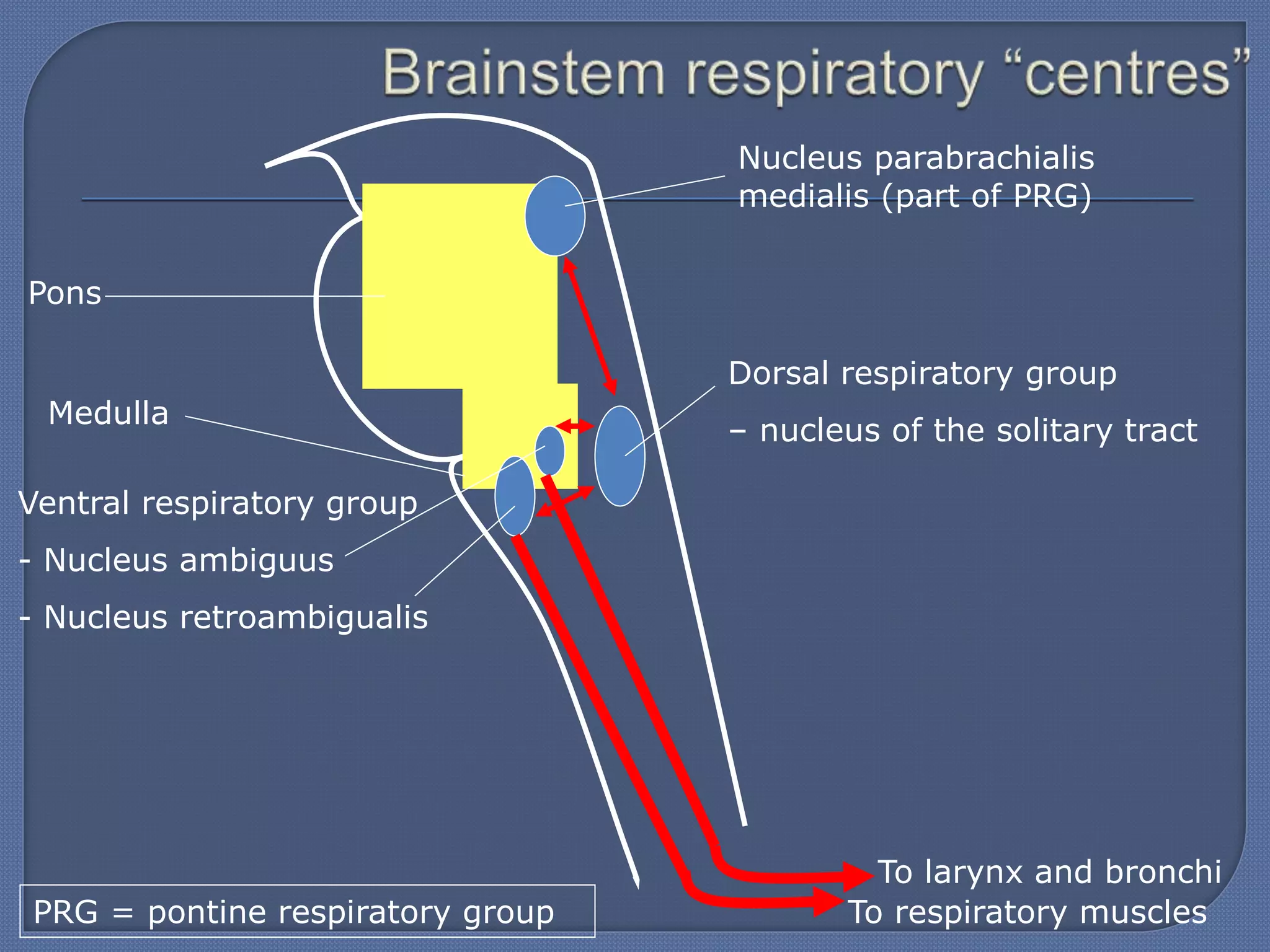 To larynx and bronchi
To respiratory muscles
Nucleus parabrachialis
medialis (part of PRG)
Dorsal respiratory group
– nucleus of the solitary tract
Pons
Medulla
Ventral respiratory group
- Nucleus ambiguus
- Nucleus retroambigualis
PRG = pontine respiratory group
 