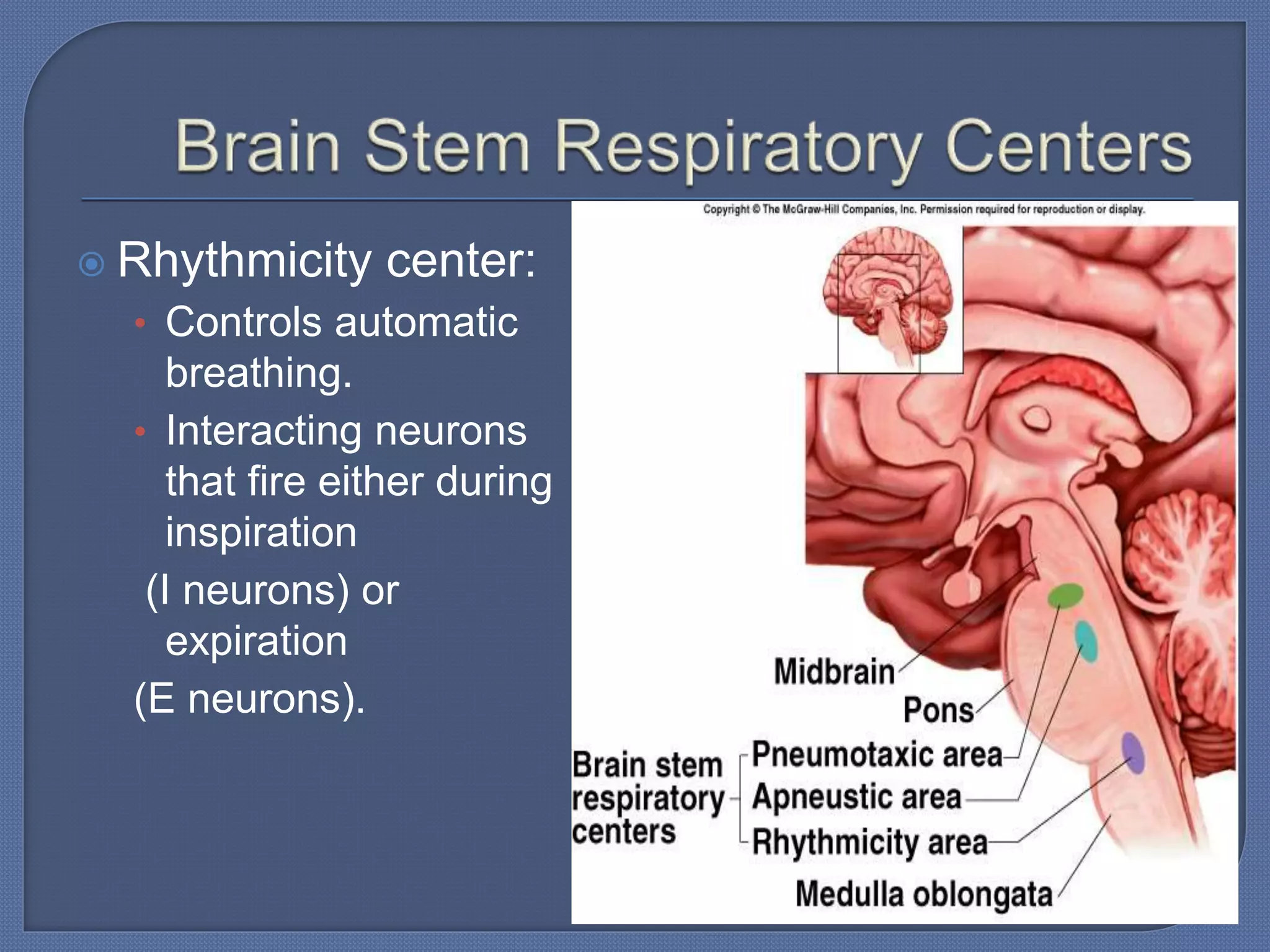  Rhythmicity center:
• Controls automatic
breathing.
• Interacting neurons
that fire either during
inspiration
(I neurons) or
expiration
(E neurons).
 