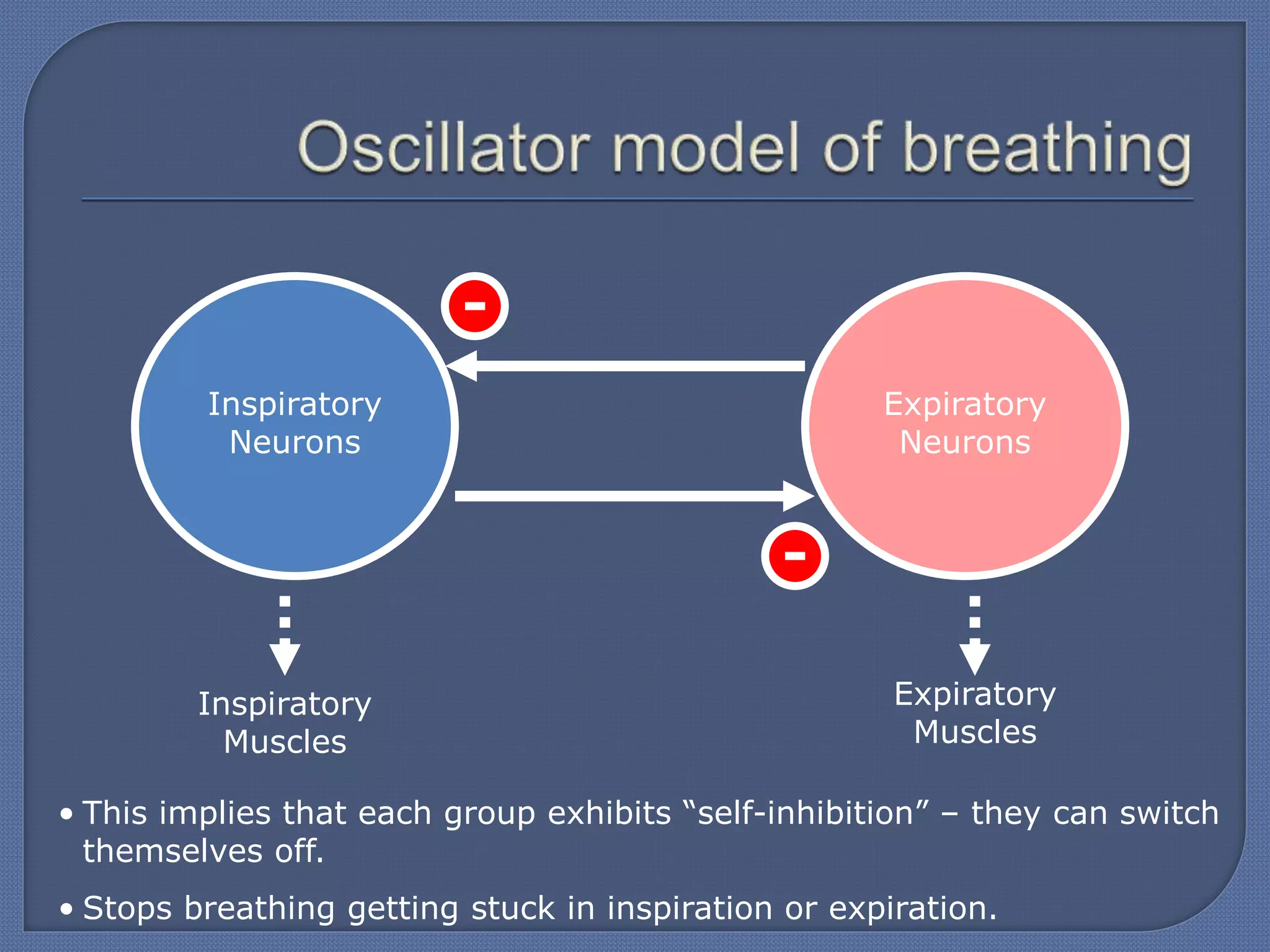 Inspiratory
Muscles
Expiratory
Muscles
Inspiratory
Neurons
Expiratory
Neurons
• This implies that each group exhibits “self-inhibition” – they can switch
themselves off.
• Stops breathing getting stuck in inspiration or expiration.
 