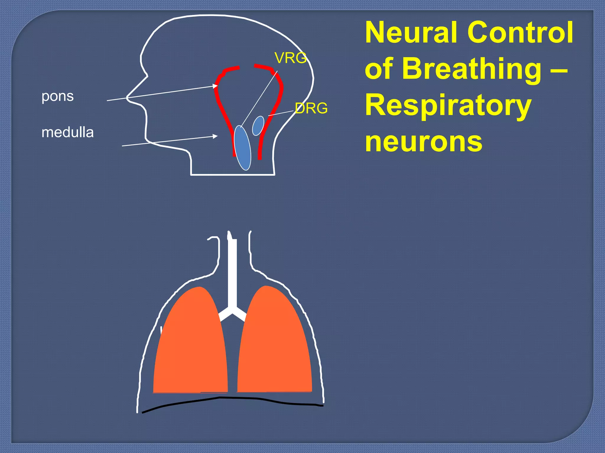 DRG
VRG
pons
medulla
Neural Control
of Breathing –
Respiratory
neurons
 