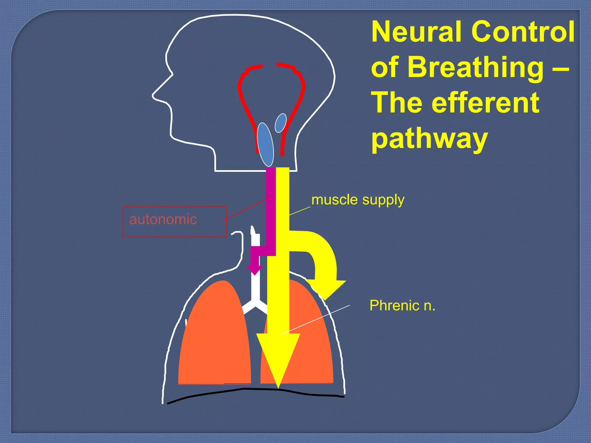 Neural Control
of Breathing –
The efferent
pathway
Phrenic n.
muscle supply
autonomic
 