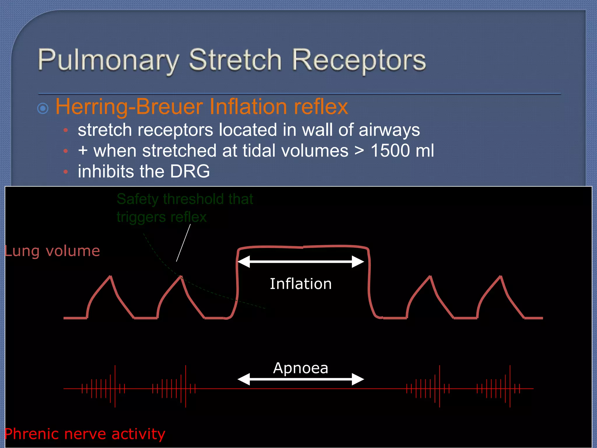  Herring-Breuer Inflation reflex
• stretch receptors located in wall of airways
• + when stretched at tidal volumes > 1500 ml
• inhibits the DRG
Inflation
Apnoea
Phrenic nerve activity
Lung volume
Safety threshold that
triggers reflex
 