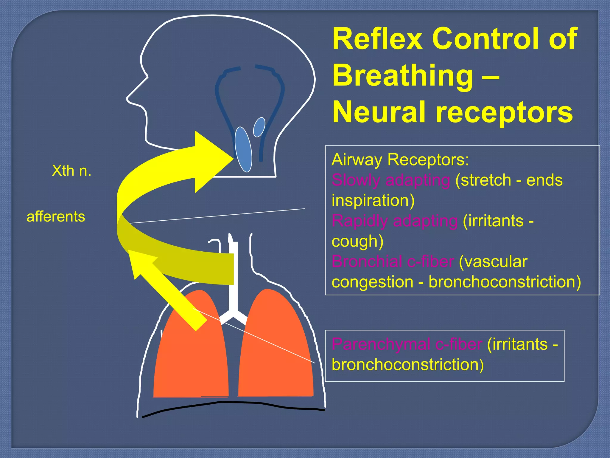 Airway Receptors:
Slowly adapting (stretch - ends
inspiration)
Rapidly adapting (irritants -
cough)
Bronchial c-fiber (vascular
congestion - bronchoconstriction)
Parenchymal c-fiber (irritants -
bronchoconstriction)
Xth n.
Reflex Control of
Breathing –
Neural receptors
afferents
 
