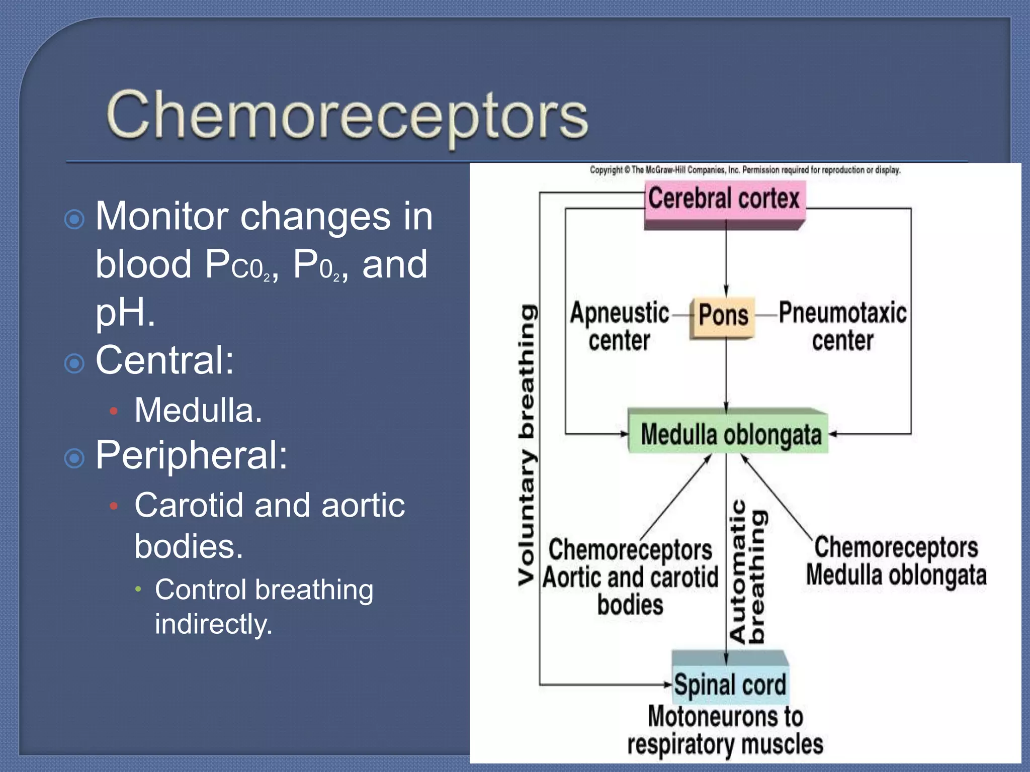  Monitor changes in
blood PC02, P02, and
pH.
 Central:
• Medulla.
 Peripheral:
• Carotid and aortic
bodies.
 Control breathing
indirectly.
 