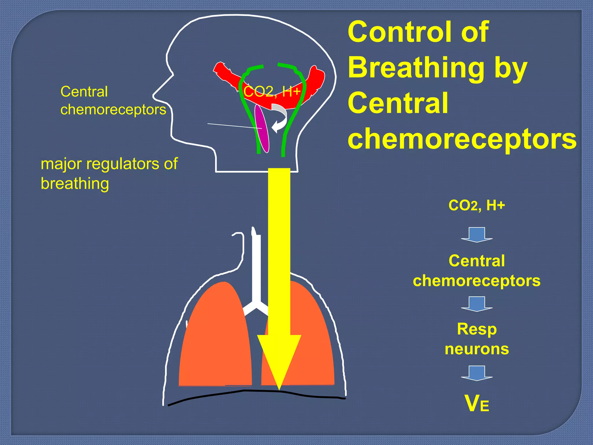 CO2, H+
Control of
Breathing by
Central
chemoreceptors
Central
chemoreceptors
major regulators of
breathing
CO2, H+
Central
chemoreceptors
Resp
neurons
VE
 