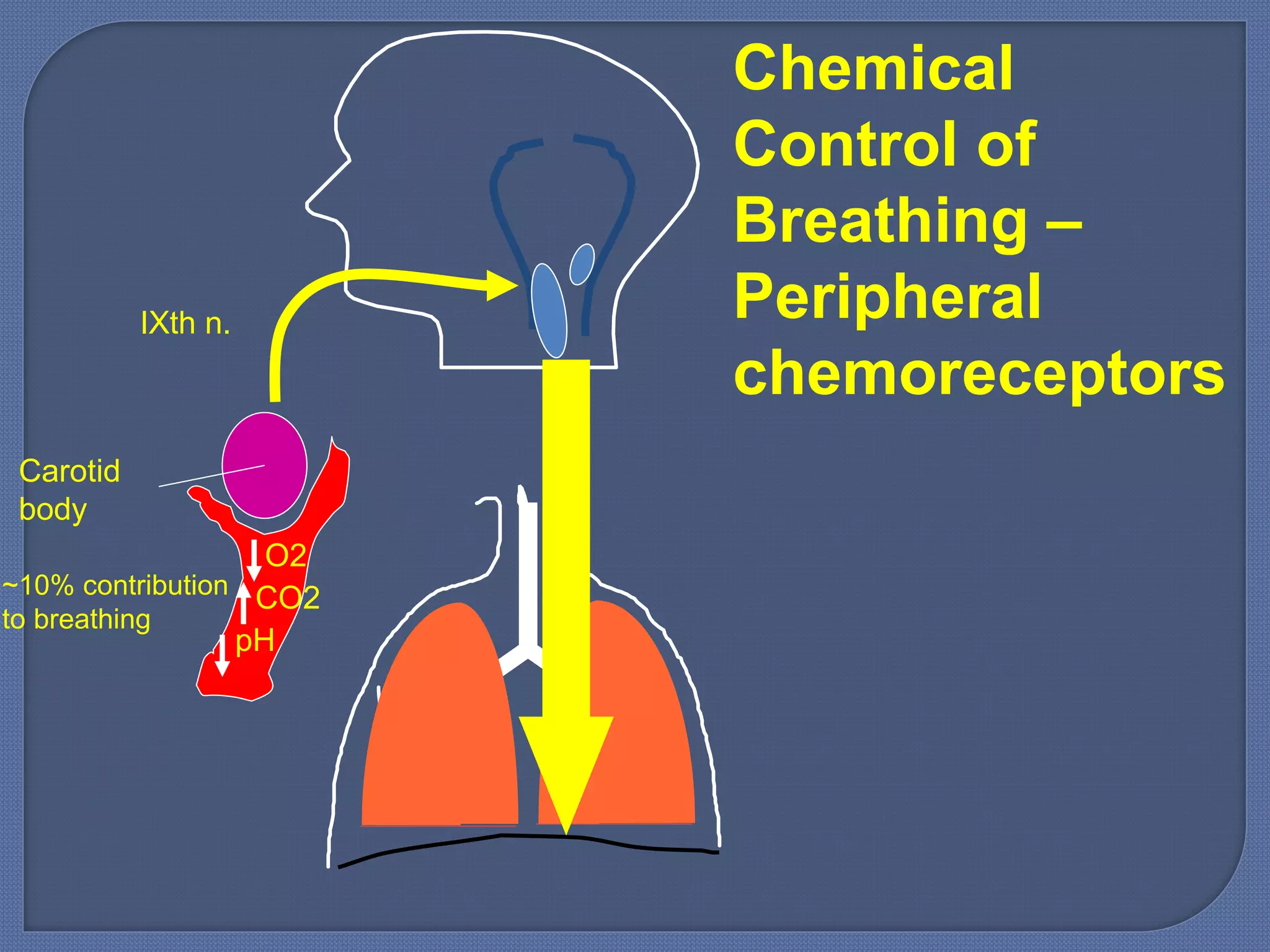 Carotid
body
O2
Chemical
Control of
Breathing –
Peripheral
chemoreceptors
IXth n.
CO2
pH
~10% contribution
to breathing
 