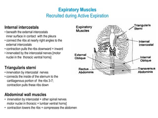 Triangularis Contraction Control%20of%20 Breathing | PDF