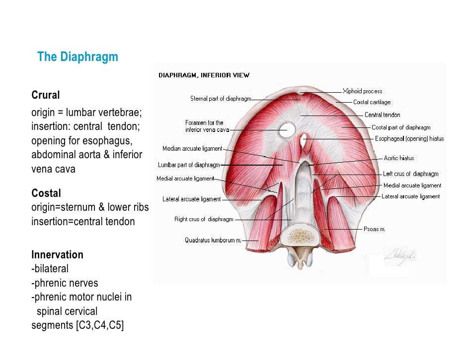 Control%20of%20 Breathing