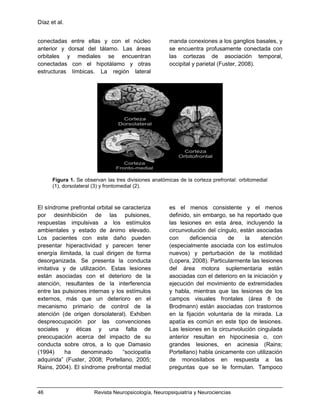 Díaz et al.
46 Revista Neuropsicología, Neuropsiquiatría y Neurociencias
conectadas entre ellas y con el núcleo
anterior y dorsal del tálamo. Las áreas
orbitales y mediales se encuentran
conectadas con el hipotálamo y otras
estructuras límbicas. La región lateral
manda conexiones a los ganglios basales, y
se encuentra profusamente conectada con
las cortezas de asociación temporal,
occipital y parietal (Fuster, 2008).
Figura 1. Se observan las tres divisiones anatómicas de la corteza prefrontal: orbitomedial
(1), dorsolateral (3) y frontomedial (2).
El síndrome prefrontal orbital se caracteriza
por desinhibición de las pulsiones,
respuestas impulsivas a los estímulos
ambientales y estado de ánimo elevado.
Los pacientes con este daño pueden
presentar hiperactividad y parecen tener
energía ilimitada, la cual dirigen de forma
desorganizada. Se presenta la conducta
imitativa y de utilización. Estas lesiones
están asociadas con el deterioro de la
atención, resultantes de la interferencia
entre las pulsiones internas y los estímulos
externos, más que un deterioro en el
mecanismo primario de control de la
atención (de origen dorsolateral). Exhiben
despreocupación por las convenciones
sociales y éticas y una falta de
preocupación acerca del impacto de su
conducta sobre otros, a lo que Damasio
(1994) ha denominado “sociopatía
adquirida” (Fuster, 2008; Portellano, 2005;
Rains, 2004). El síndrome prefrontal medial
es el menos consistente y el menos
definido, sin embargo, se ha reportado que
las lesiones en esta área, incluyendo la
circunvolución del cíngulo, están asociadas
con deficiencia de la atención
(especialmente asociada con los estímulos
nuevos) y perturbación de la motilidad
(Lopera, 2008). Particularmente las lesiones
del área motora suplementaria están
asociadas con el deterioro en la iniciación y
ejecución del movimiento de extremidades
y habla, mientras que las lesiones de los
campos visuales frontales (área 8 de
Brodmann) están asociadas con trastornos
en la fijación voluntaria de la mirada. La
apatía es común en este tipo de lesiones.
Las lesiones en la circunvolución cingulada
anterior resultan en hipocinesia o, con
grandes lesiones, en acinesia (Rains;
Portellano) habla únicamente con utilización
de monosílabos en respuesta a las
preguntas que se le formulan. Tampoco
 