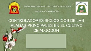 CONTROLADORES BIOLÓGICOS DE LAS
PLAGAS PRINCIPALES EN EL CULTIVO
DE ALGODÓN
UNIVERSIDAD NACIONAL SAN LUIS GONZAGA DE ICA
FACULTAD DE AGRONOMIA
 