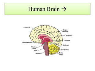 Human Brain 
 