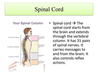 Spinal Cord
• Spinal cord  The
spinal cord starts from
the brain and extends
through the vertebral
column. It has 31 pairs
of spinal nerves. It
carries messages to
and from the brain. It
also controls reflex
actions.
 
