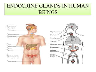 ENDOCRINE GLANDS IN HUMAN
BEINGS
 