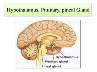 Hypothalamus, Pituitary, pineal Gland
 