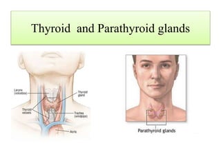 Thyroid and Parathyroid glands
 