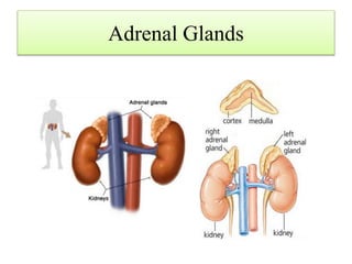 Adrenal Glands
 