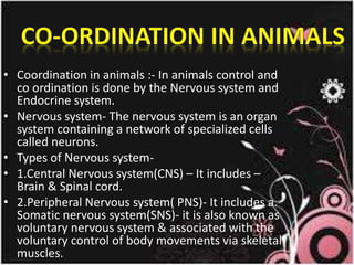 • Coordination in animals :- In animals control and
co ordination is done by the Nervous system and
Endocrine system.
• Nervous system- The nervous system is an organ
system containing a network of specialized cells
called neurons.
• Types of Nervous system-
• 1.Central Nervous system(CNS) – It includes –
Brain & Spinal cord.
• 2.Peripheral Nervous system( PNS)- It includes a.
Somatic nervous system(SNS)- it is also known as
voluntary nervous system & associated with the
voluntary control of body movements via skeletal
muscles.
 