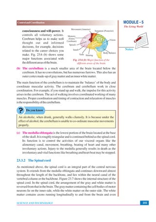 MODULE - 5
The Living World
101
ControlandCoordination
SCIENCE AND TECHNOLOGY
Notes
consciousness and will-power. It
controls all voluntary actions.
Cerebrum helps us to make well
thought out and informed
decisions, for example, decisions
related to the career choices you
make. Fig. 23.6 (b) shows some
major functions associated with
thedifferentareasofthebrain.
(b) The cerebellum is a much smaller area of the brain located below the
cerebrum. It has no convolutions, but has numerous furrows. This also has an
outercortexmade-upofgraymatterandaninnerwhitematter.
The main function of the cerebellum is to maintain the ‘balance’ of the body and
coordinate muscular activity. The cerebrum and cerebellum work in close
coordination. For example, if you stand up and walk, the impulse for this activity
arises in the cerebrum. The act of walking involves coordinated working of many
muscles. Proper coordination and timing of contraction and relaxation of muscles
istheresponsibilityofthecerebellum.
Do you know
An alcoholic, when drunk, generally walks clumsily. It is because under the
effect of alcohol, the cerebellum is unable to co-ordinate muscular movements
properly.
(c) The medulla oblongata is the lowest portion of the brain located at the base
of the skull. It is roughly triangular and is continued behind as the spinal cord.
Its function is to control the activities of our visceral organs like the
alimentary canal, movement, breathing, beating of heart and many other
involuntary actions. Injury to the medulla generally results in death as the
involuntaryandvitalfunctionslikebreathingandheartbeatmaybestopped.
23.3.2 The Spinal cord
As mentioned above, the spinal cord is an integral part of the central nervous
system. It extends from the medulla oblongata and continues downward almost
throughout the length of the backbone, and lies within the neural canal of the
vertebral column or the backbone. Figure 23.7 shows the internal structure of the
spinal cord. In the spinal cord, the arrangement of the gray and white matter is
reversedfromthatinthebrain.Thegraymattercontainingthecellbodiesofmotor
neurons lie on the inner side, while the white matter on the outer side. The white
matter contains axons running longitudinally to and from the brain and even
Fig. 23.6 (b) Major function of the
different areas of the brain
 