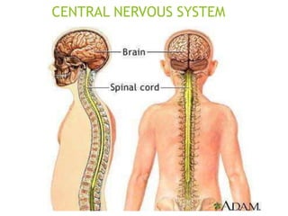 CENTRAL NERVOUS SYSTEM
 