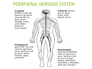 PERIPHERAL NERVOUS SYSTEM
 