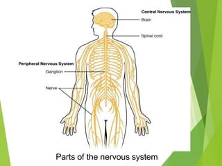 Parts of the nervous system
 