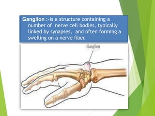Ganglion :-is a structure containing a
number of nerve cell bodies, typically
linked by synapses, and often forming a
swelling on a nerve fiber.
 