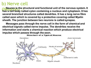 b) Nerve cell
(Neuron) :-
Neuron is the structural and functional unit of the nervous system. It
has a cell body called cyton containing a nucleus and cytoplasm. It has
several branched structures called dendrites. It has a long nerve fibre
called axon which is covered by a protective covering called Myelin
sheath. The junction between two neurons is called synapse.
Messages pass through the nerve cell in the form of chemical and
electrical signals called nerve impulse. The dendrites receive the
information and starts a chemical reaction which produce electrical
impulse which passes through the axon.
 