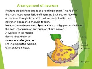 Arrangement of neurons
Neurons are arranged end to end ,forming a chain. This helps in
the continuous transmission of impulses. Each neuron receives
an impulse through its dendrite and transmits it to the next
neuron in a sequence through its axon.
Neurons are not connected. Synapse or a small gap occurs between
the axon of one neuron and dendron of next neuron.
A synapse in the muscle
fiber is also known as
neuromuscular junction.
Let us discuss the working
of a synapse in detail.
 
