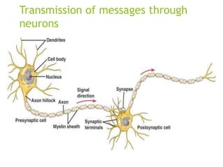 Transmission of messages through
neurons
 