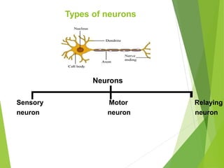 Types of neurons
Neurons
Sensory Motor Relaying
neuron neuron neuron
 