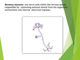 Sensory neurons:- are nerve cells within the nervous system
responsible for converting external stimuli from the organism's
environment into internal electrical impulses.
 