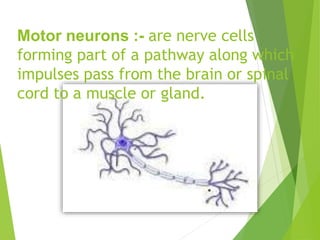 Motor neurons :- are nerve cells
forming part of a pathway along which
impulses pass from the brain or spinal
cord to a muscle or gland.
 