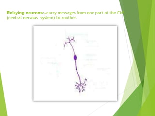 Relaying neurons:- carry messages from one part of the CNS
(central nervous system) to another.
 