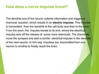 How does a nerve impulse travel?
The dendrite end of the neuron collects information and triggers a
chemical reaction, which results in an electric impulse. This impulse
is transmitted from the dendrite to the cell body and then to the axon.
From the axon, the impulse travels to its end, where the electrical
impulse sets off the release of some more chemicals. The chemicals
cross the synapse and start a similar electrical impulse in the dendrite
of the next neuron. In this way, impulses are transmitted from one
neuron to another to finally reach the brain.
 