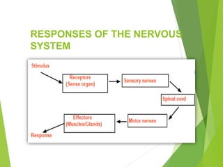 RESPONSES OF THE NERVOUS
SYSTEM
 