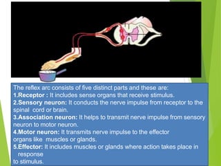 The reflex arc consists of five distinct parts and these are:
1.Receptor : It includes sense organs that receive stimulus.
2.Sensory neuron: It conducts the nerve impulse from receptor to the
spinal cord or brain.
3.Association neuron: It helps to transmit nerve impulse from sensory
neuron to motor neuron.
4.Motor neuron: It transmits nerve impulse to the effector
organs like muscles or glands.
5.Effector: It includes muscles or glands where action takes place in
response
to stimulus.
 