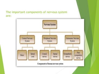 The important components of nervous system
are:
 