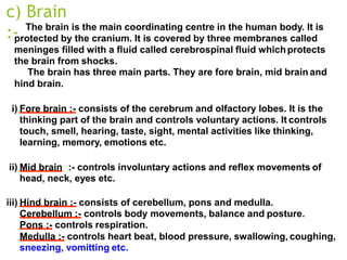 c) Brain
:- The brain is the main coordinating centre in the human body. It is
protected by the cranium. It is covered by three membranes called
meninges filled with a fluid called cerebrospinal fluid whichprotects
the brain from shocks.
The brain has three main parts. They are fore brain, mid brain and
hind brain.
i) Fore brain :- consists of the cerebrum and olfactory lobes. It is the
thinking part of the brain and controls voluntary actions. It controls
touch, smell, hearing, taste, sight, mental activities like thinking,
learning, memory, emotions etc.
ii) Mid brain :- controls involuntary actions and reflex movements of
head, neck, eyes etc.
iii) Hind brain :- consists of cerebellum, pons and medulla.
Cerebellum :- controls body movements, balance and posture.
Pons :- controls respiration.
Medulla :- controls heart beat, blood pressure, swallowing, coughing,
sneezing, vomitting etc.
 