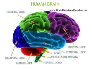 HUMAN BRAIN
 