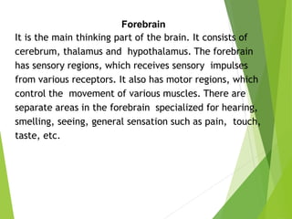 Forebrain
It is the main thinking part of the brain. It consists of
cerebrum, thalamus and hypothalamus. The forebrain
has sensory regions, which receives sensory impulses
from various receptors. It also has motor regions, which
control the movement of various muscles. There are
separate areas in the forebrain specialized for hearing,
smelling, seeing, general sensation such as pain, touch,
taste, etc.
 