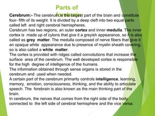 Parts of
forebrain
Cerebrum:- The cerebrum is the largest part of the brain and constitute
four- fifth of its weight. It is divided by a deep cleft into two equal parts
called left and right cerebral hemispheres.
Cerebrum has two regions, an outer cortex and inner medulla. The inner
cortex is made up of cytons that give it a greyish appearance, so it is also
called as grey matter. The medulla composed of nerve fibers that give it
an opaque white appearance due to presence of myelin sheath covering,
so is also called a white matter.
The cortex is provided with ridges called convolutions that increase the
surface area of the cerebrum. The well developed cortex is responsible
for the high degree of intelligence of the humans.
The information obtained through sense organs is stored in the
cerebrum and used when needed.
A certain part of the cerebrum primarily controls intelligence, learning,
memory, emotion, consciousness, thinking, and the ability to articulate
speech. The forebrain is also known as the main thinking part of the
brain.
In cerebrum, the nerves that comes from the right side of the body
connected to the left side of cerebral hemisphere and the vice versa.
 