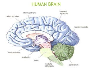 HUMAN BRAIN
 