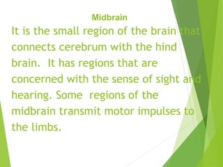 Midbrain
It is the small region of the brain that
connects cerebrum with the hind
brain. It has regions that are
concerned with the sense of sight and
hearing. Some regions of the
midbrain transmit motor impulses to
the limbs.
 