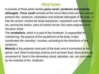 Hind brain
It consists of three parts namely pons varoli, cerebrum and medulla
oblongata. Pons varoli consists of the nerve fibers that connect various
portions like cerebrum, cerebellum and medulla oblongata of the brain. It
has the control centers for facial expression, respiration and mastication
etc. among the twelve pairs of cranial nerves, four pairs originate from
the pons varoli.
The cerebellum, which is a part of the hindbrain, is responsible for
maintaining the posture of the equilibrium of the body. It also
coordinates the voluntary muscles, according to the directions of the
cerebrum.
Medulla is the posterior most part of the brain and is connected to the
spinal cord. Most involuntary actions such as heart beat, blood pressure,
movement of food in the alimentary canal, salivation, etc. are controlled
by the medulla of the hindbrain.
 