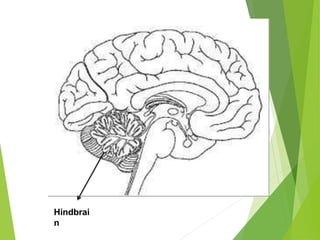Hindbrai
n
 